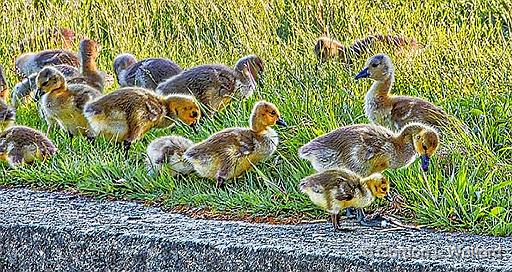 Goslings In Grass_DSCF20378.jpg - Canada Geese (Branta canadensis) photographed along the Rideau Canal Waterway at Smiths Falls, Ontario, Canada.